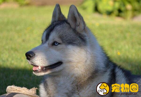 西伯利亚雪橇犬为什么叫哈士奇，其实阿拉斯加也是哈士奇