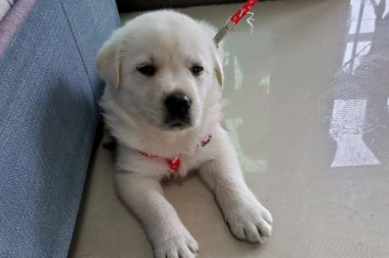 拉布拉多犬日常锻炼的五个要点是什么，需要注意的事项