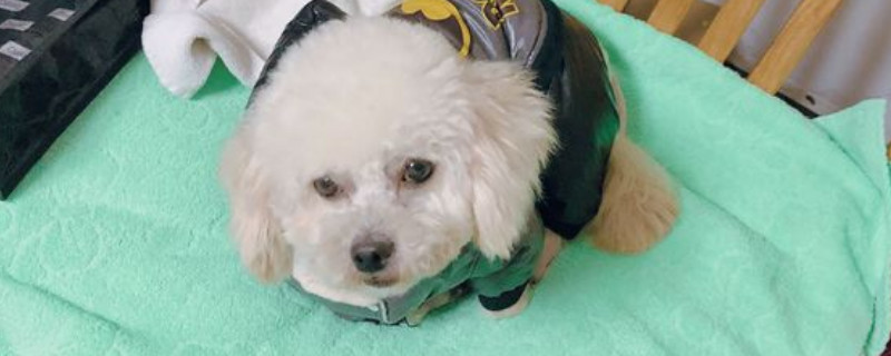 怎么知道犬蛔虫已除尽