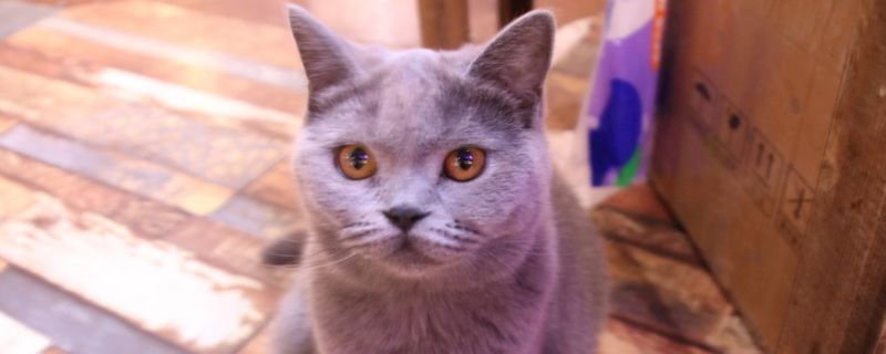 猫能喝椰汁吗