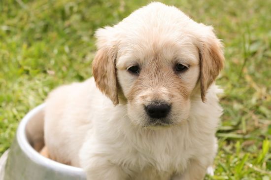 金毛幼犬感冒症状