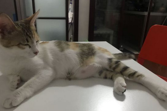 没出过门的猫咪跑丢了
