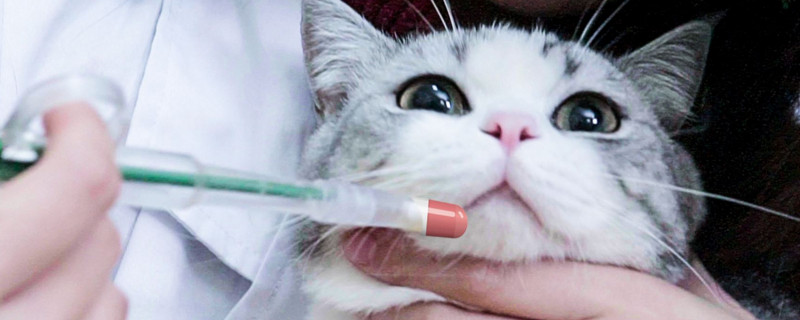 猫咪一喂药就吐白沫