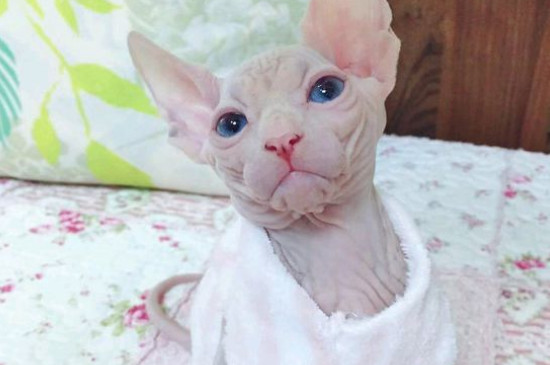 猫难产的几率大吗
