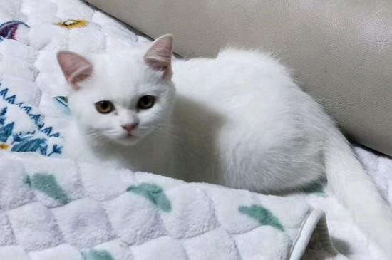 猫癣掉皮屑是快好了吗