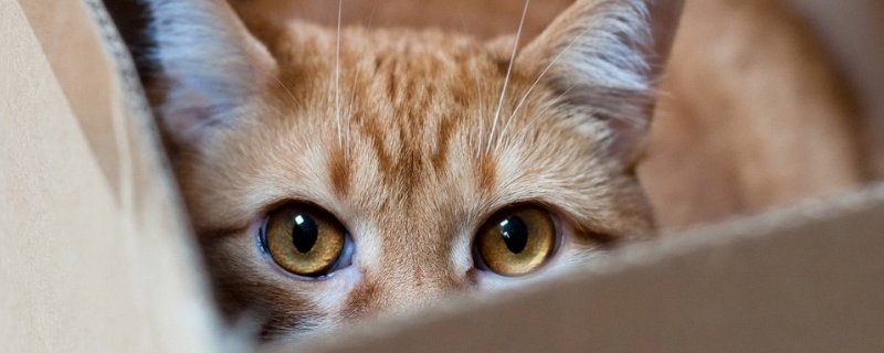 猫可以吃紫薯吗