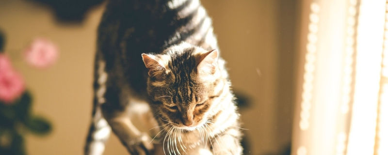 猫吃完驱虫药吐黄水