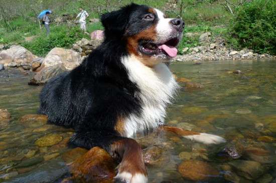 伯恩山犬为什么养的少