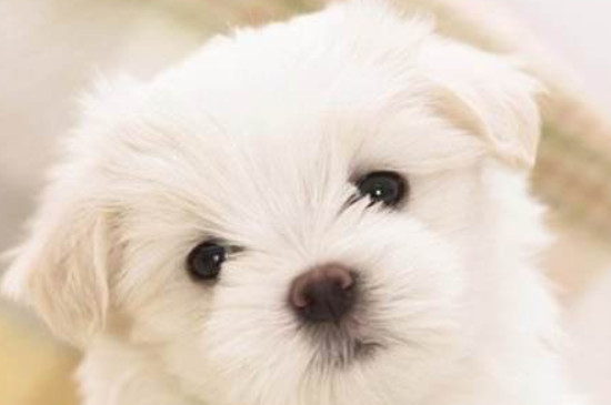 茶杯犬为什么不能养，极易生病寿命很短有严重的生理缺陷