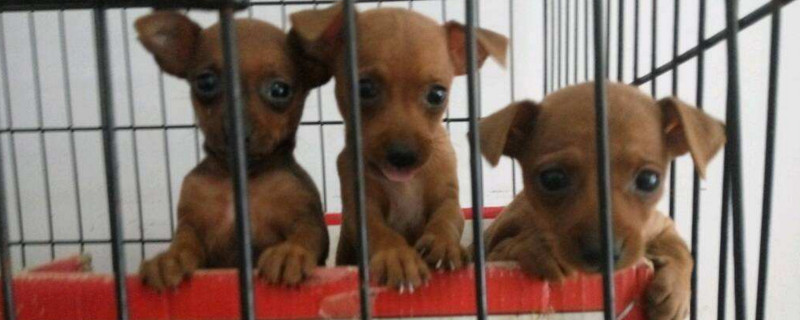 小鹿犬拉肚子怎么办