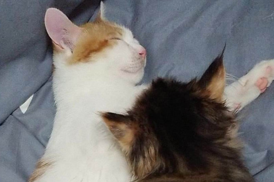 猫癣家里怎么消毒彻底