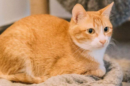黄白猫和橘猫区别