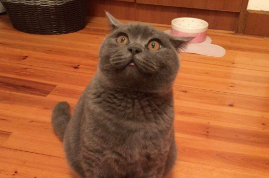 英国短毛猫绝育最佳时间