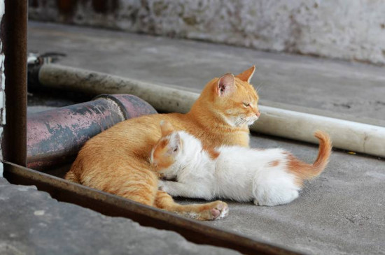 怎么改掉小猫吸奶