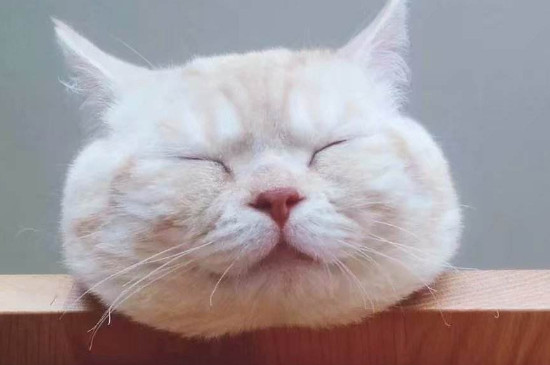 猫有一只眼睛睁不开