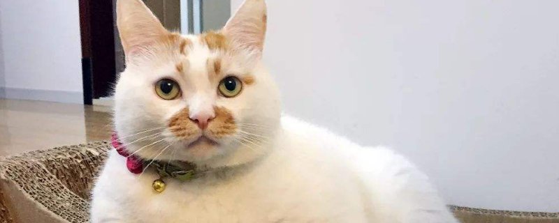 猫嘴巴边缘黑
