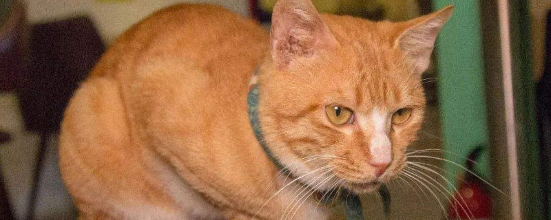 养一只橘猫技巧