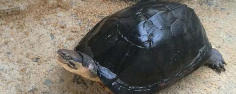 石金钱龟怎样过冬