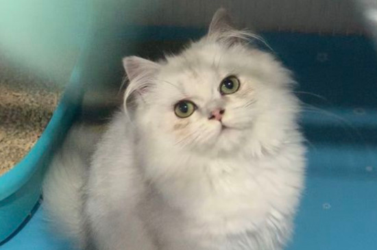 猫咪把人当妈妈的表现