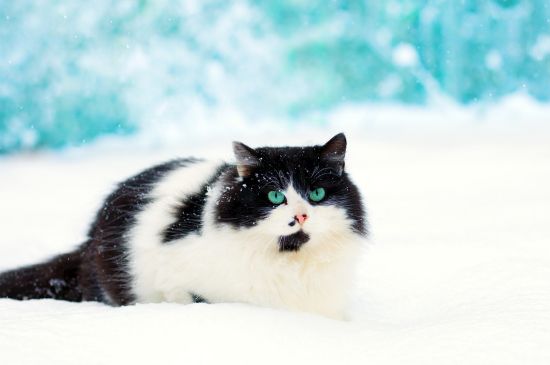 猫一直流口水吊在嘴边