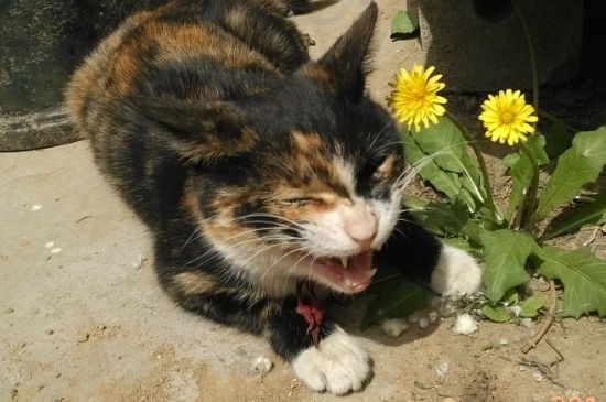 幼猫多大可以吃不泡的猫粮