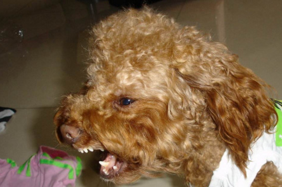 泰迪犬恨主人的表现