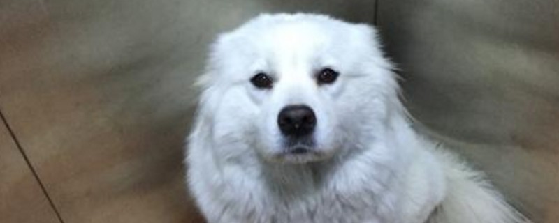 狗狗吃巧克力多久安全
