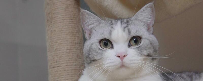 怎么判断猫咪体内有虫