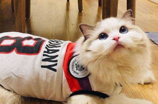 猫穿上衣服不会走路怎么办