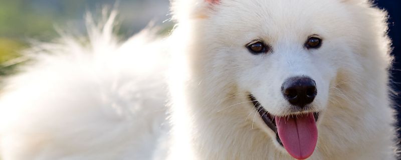 银狐犬和萨摩耶的区别