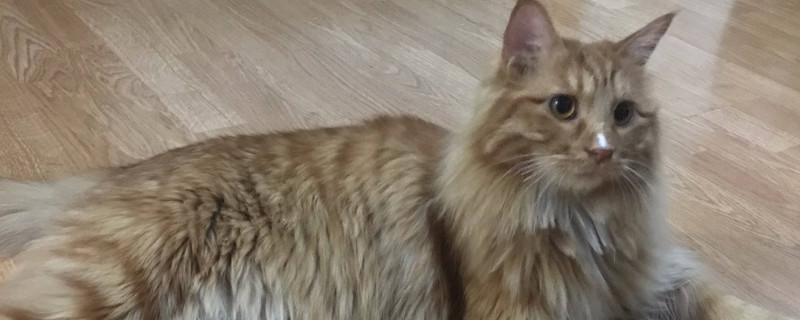 猫薄荷多久喂一次，猫薄荷多久会失效