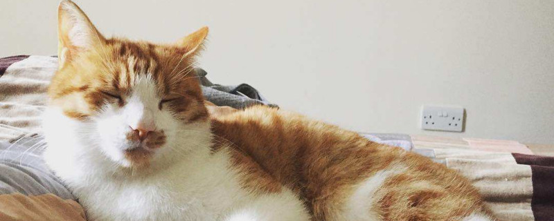 猫咪呼吸会一抖