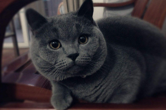 蓝猫可以放养吗