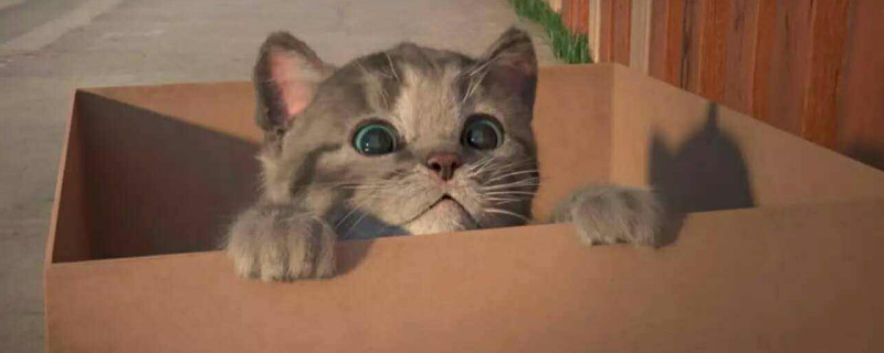 上班族如何养猫，养猫的人白天上班猫怎么办