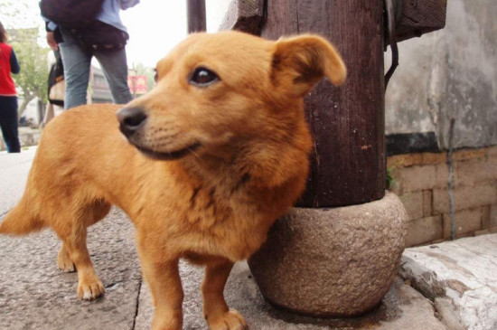 狗狗找不到主人会怎样