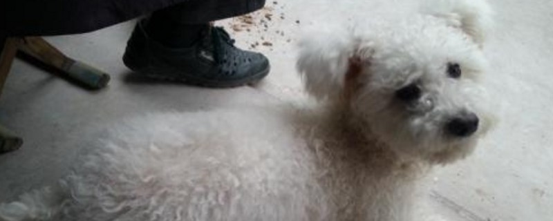 比熊耳朵毛发黄怎么办