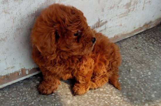 泰迪幼犬拉稀怎么办