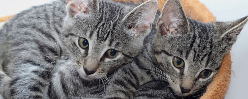 6l猫砂用多久