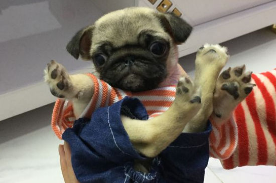 巴哥犬对主人忠诚度