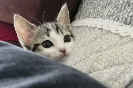 猫耳朵前面的毛稀疏