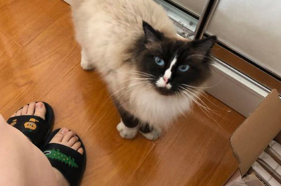猫咪打喷嚏流鼻涕