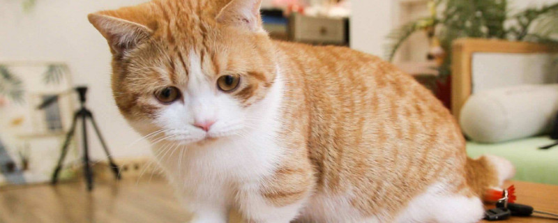 小猫粘人的表现
