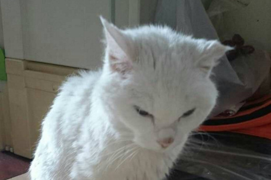 猫藓的症状