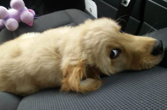 幼犬睡觉怎么看冷不冷
