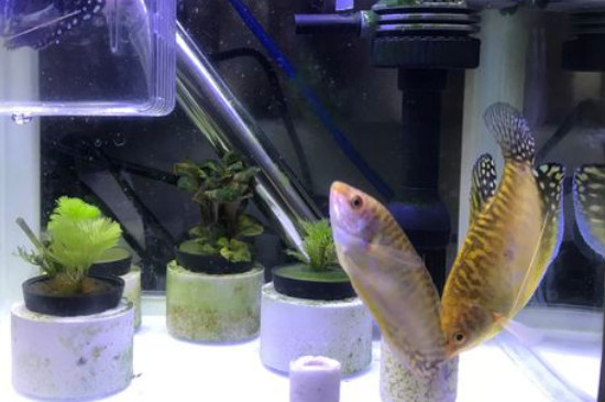 曼龙鱼水温多少合适