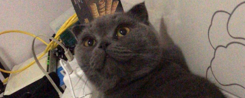 猫咪咬手指代表什么