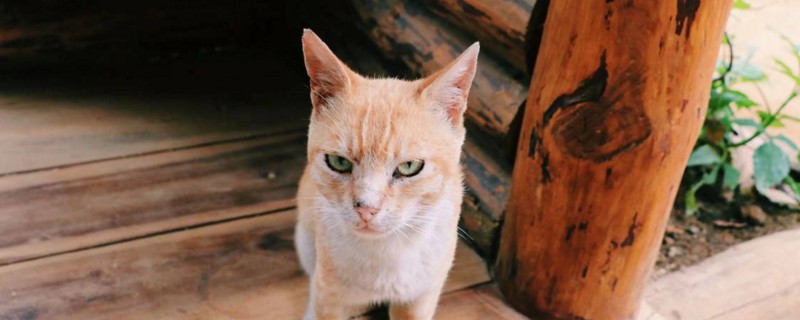 怎样消除猫的野性