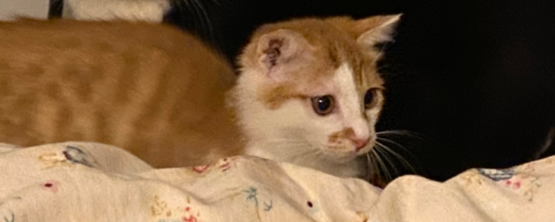 母猫绝育后护理