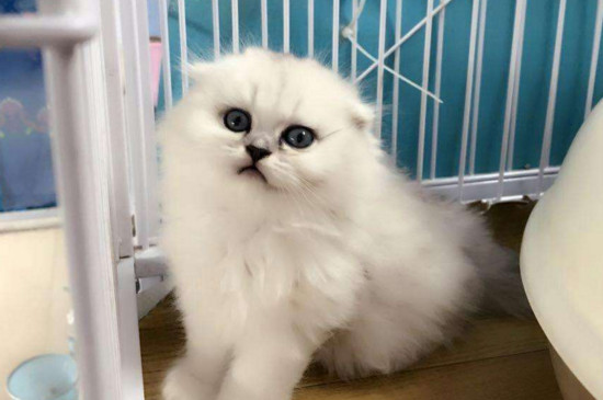 星期猫的症状