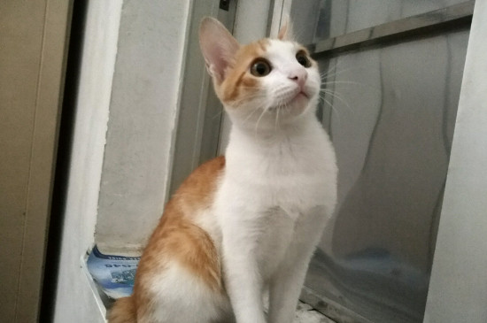 猫癣会传染给猫吗